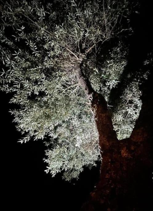 Casa Das Oliveiras Avis Dış mekan fotoğraf